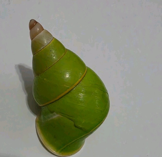 Papustyla Pulcherrima Land Snail Shell