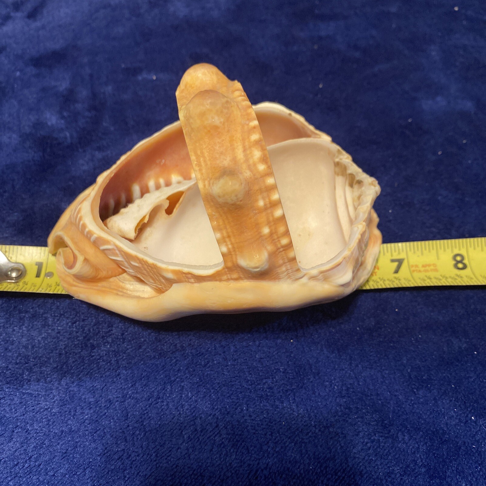 VTG Conch Shell Basket Bowl Trinket Dish Planter VTG Conch Shell Basket Bowl Trinket Dish Planter