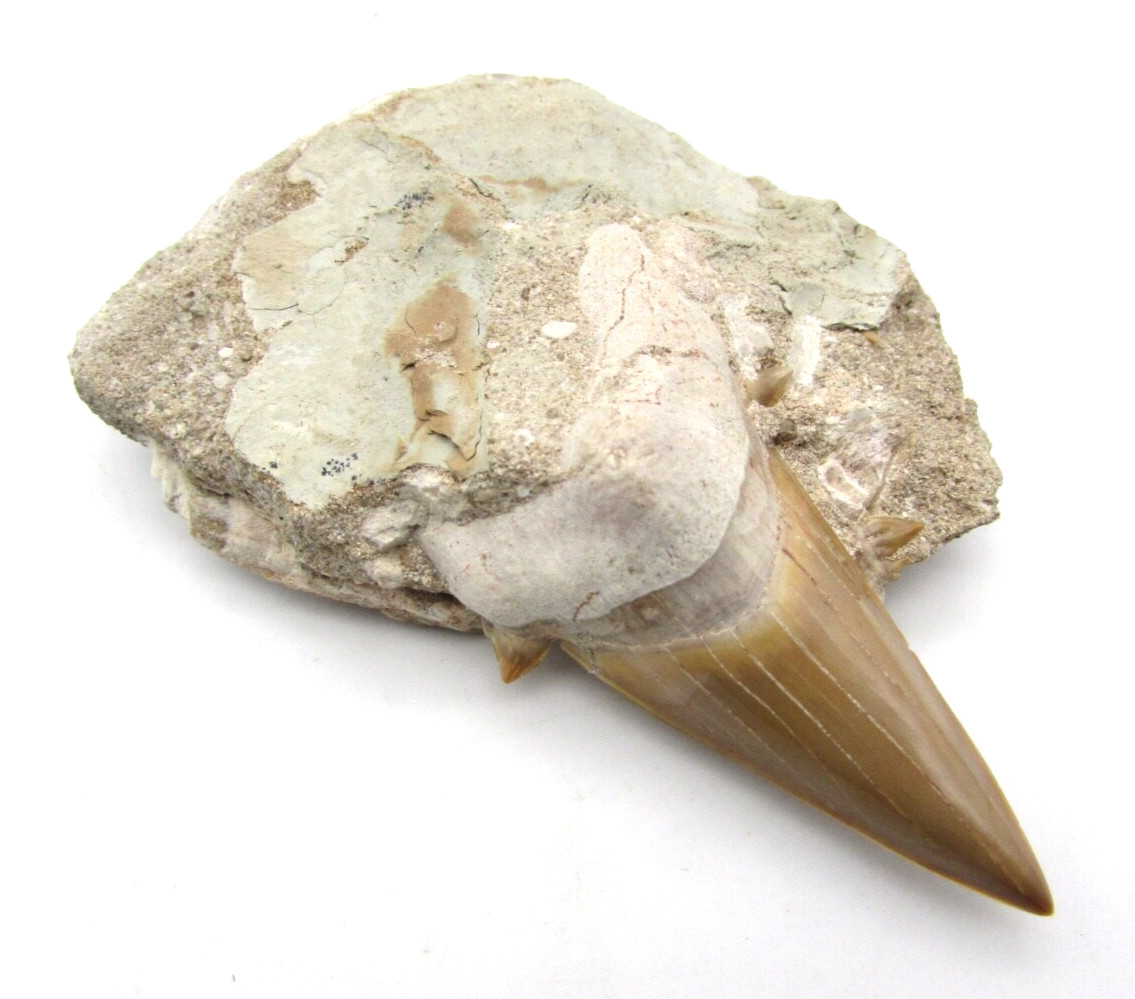 Large Fossil Encapsulated Shark Tooth 2 3/4\