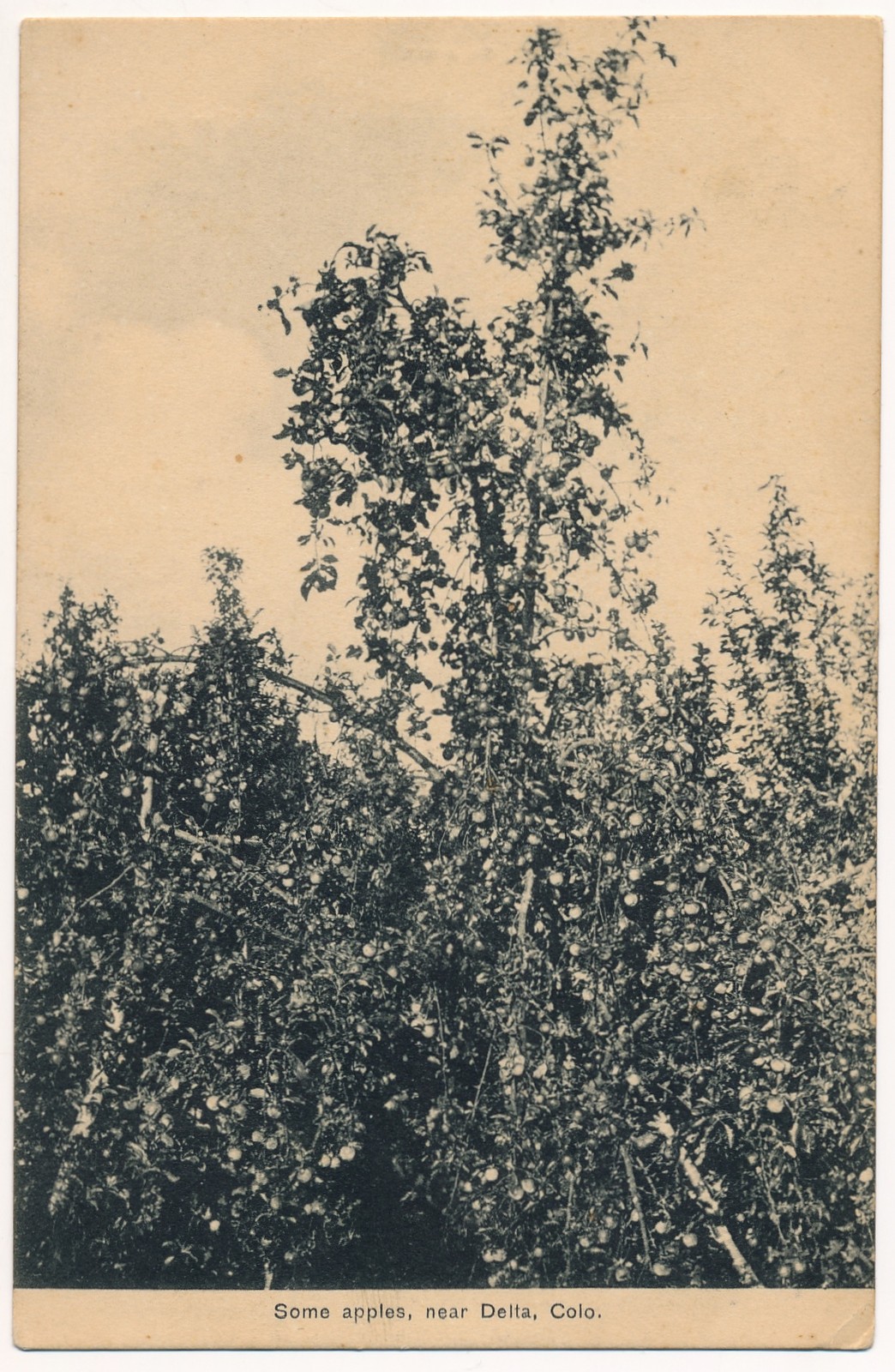 Some Apples near Delta, Colorado c.1910