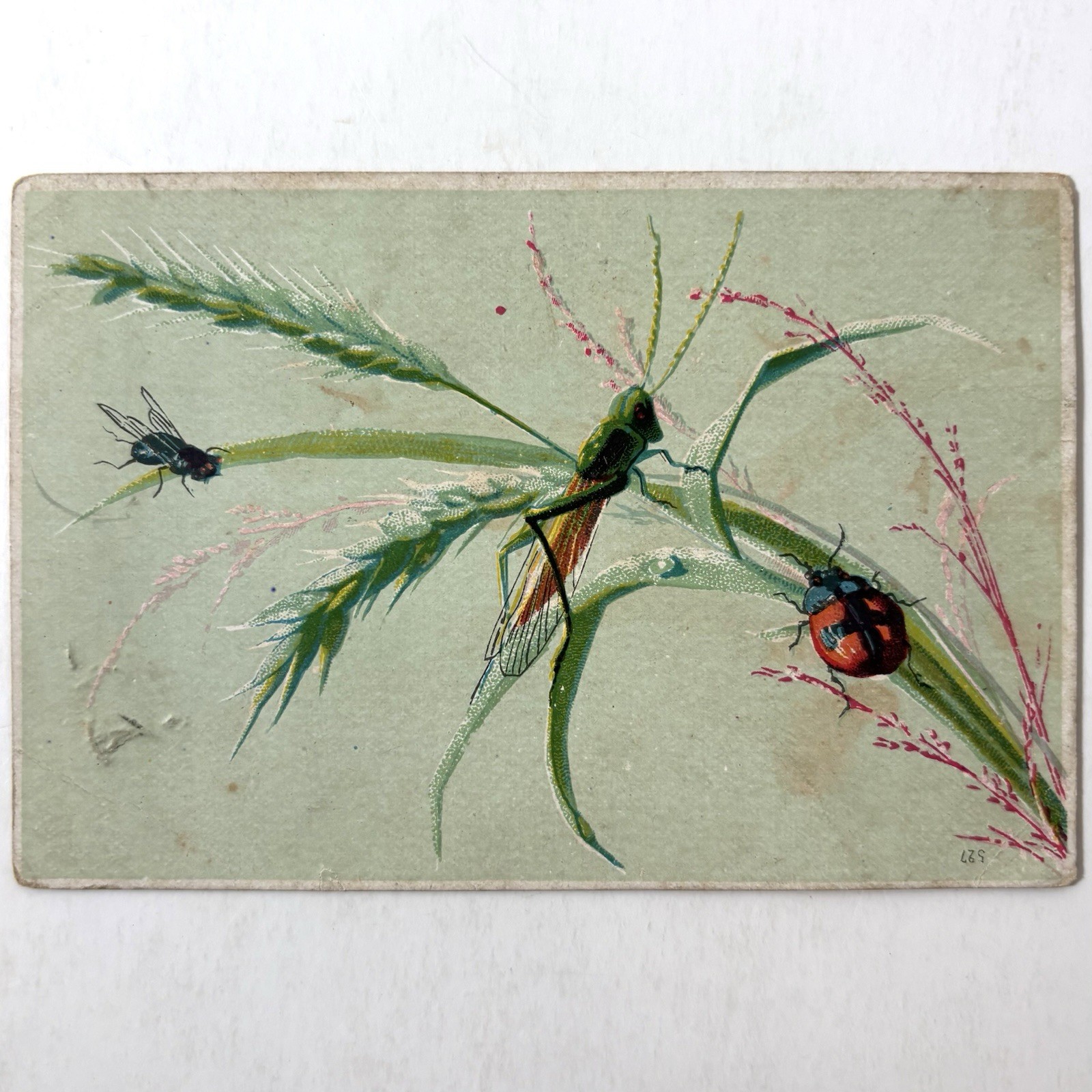 Antique Grasshopper Ladybug Fly Botanical Bug Study Victorian Art Print Card Old