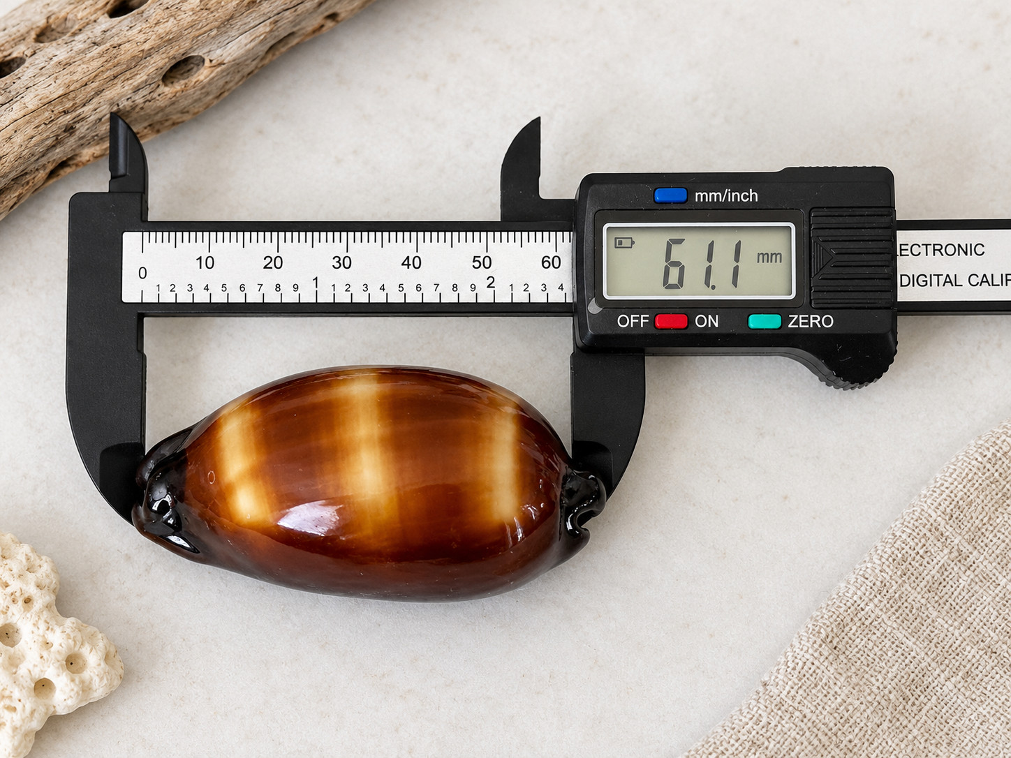 Mole Cowrie Shell 61mm Natural Cypraea Talpa Brown Gold Collector Seashell