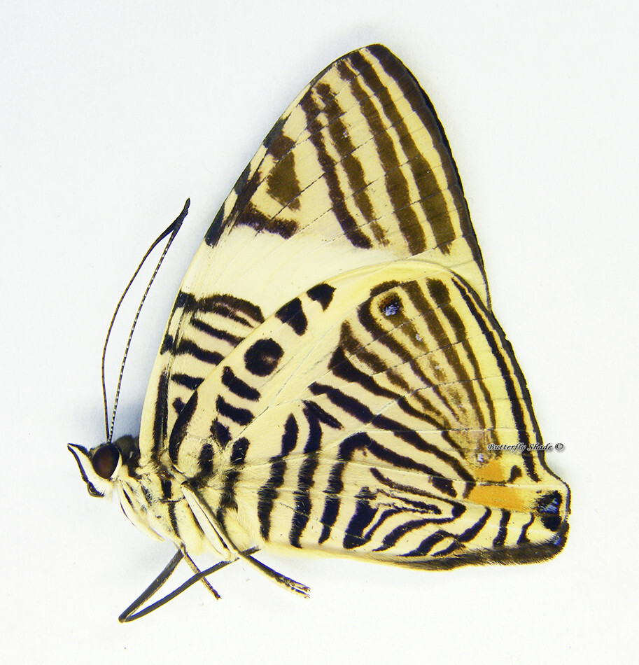 Unmounted Butterfly/Nymphalidae - Colobura annulata, male, A1/A-