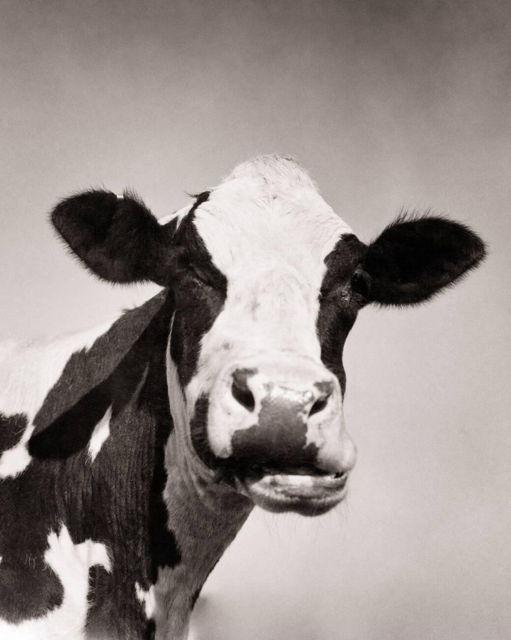 Vintage Holstein Cow 1950s BLK and White Matte Photo Reprint 8\