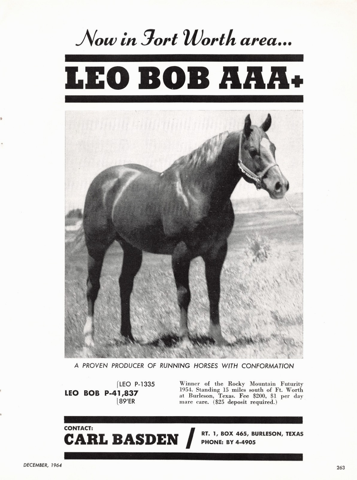 Leo Bob Standing At Stud Carl Basden Burleson & Fort Worth TX Vtg Magazine Ad