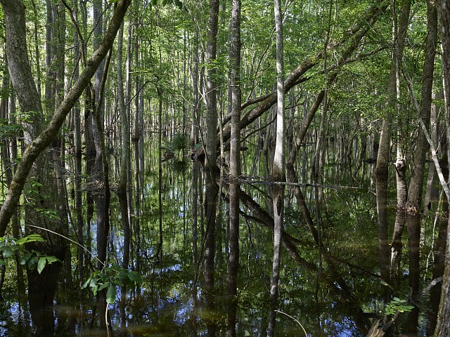 Photo:Harleyville South Carolina 2017 Beidler Forest Swamp Flooded Forest