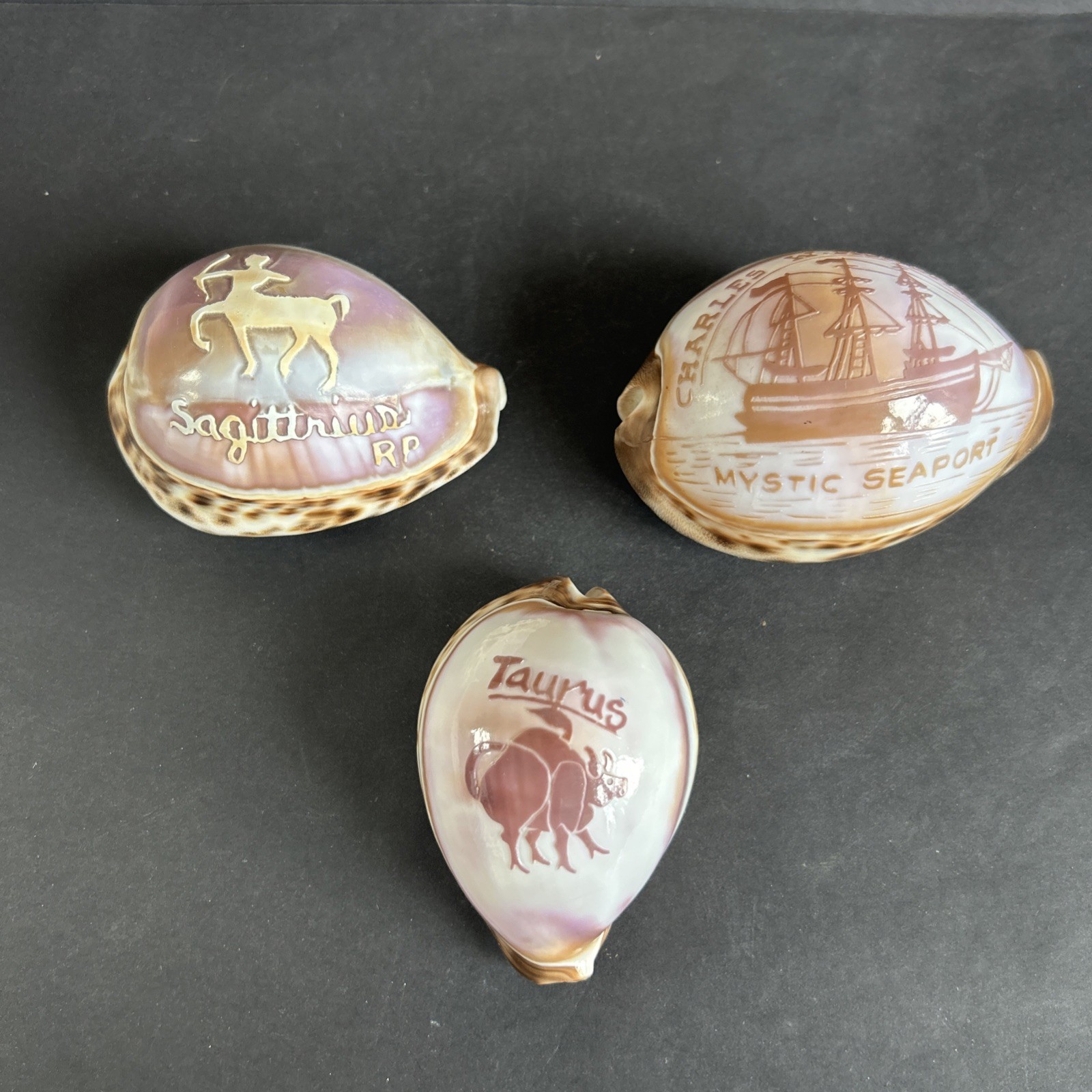 Three vintage carved tiger cowrie commemorative shells