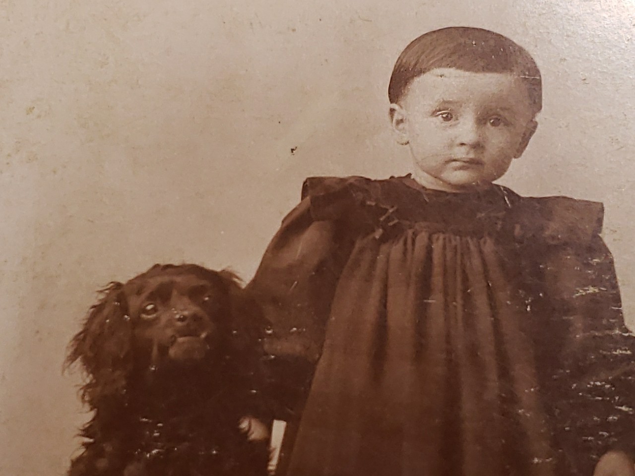 Antique 1890s Panora Iowa Cabinet Card Toddler Haired Spaniel Dog Trick Photo