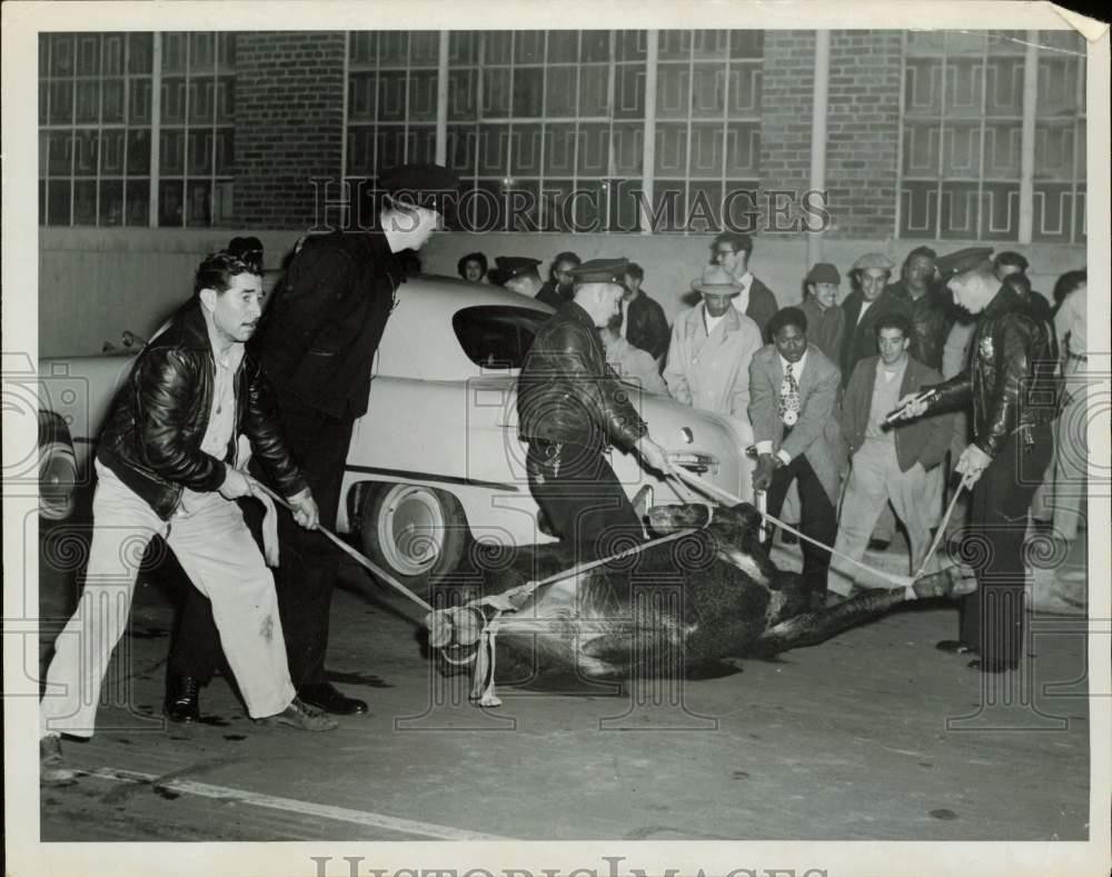 1952 Press Photo Police capture escaped bull at San Pedro & Pico Streets, CA