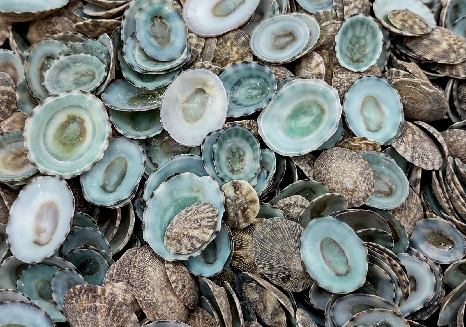 Green Limpet Seashells Sutorria (approx. 0.125 cup +/-35 shells 0.5+ inches)