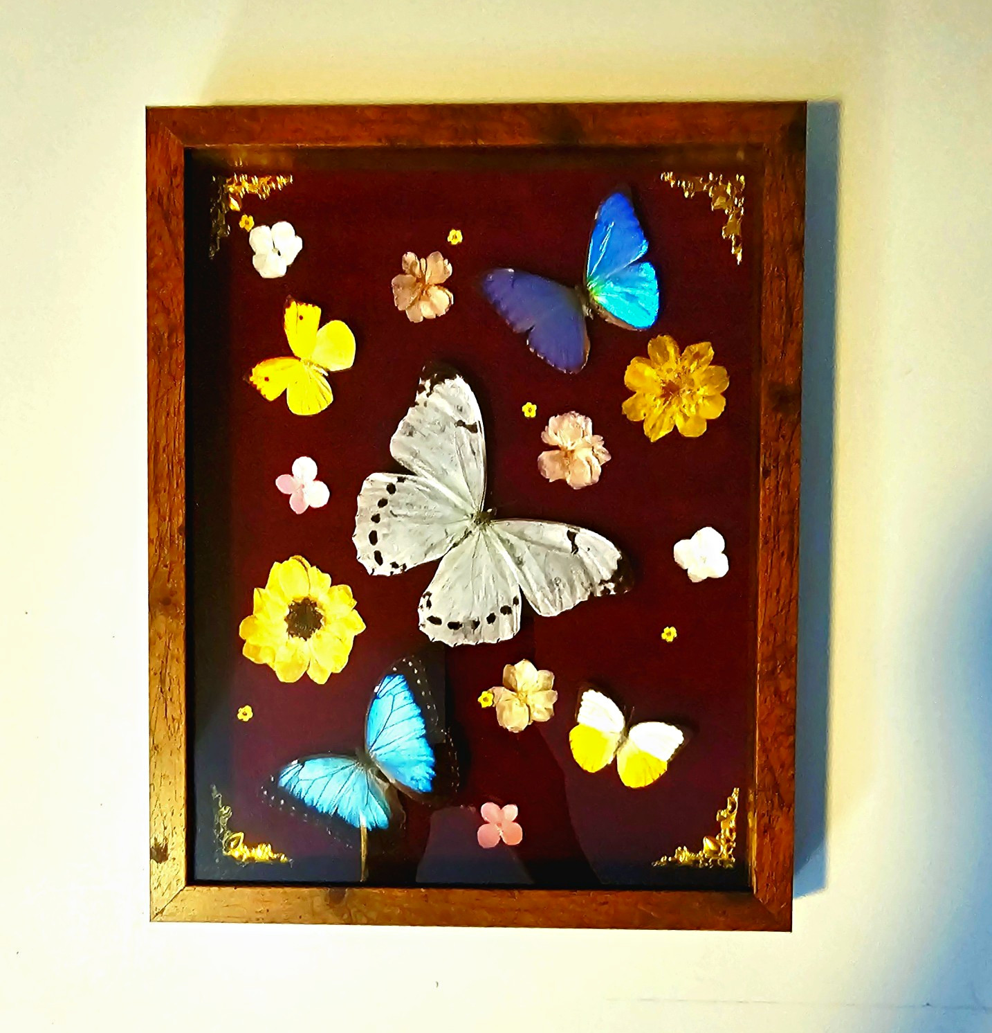 Beauty, Framed Real Butterfly Specimen in Display glass shadow box Artist signed Beauty, Framed Real Butterfly Specimen in Display glass shadow box Artist signed
