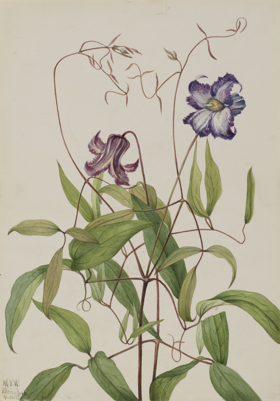 Curly Clematis Vintage 1920s Botanical Illustration Reprint Wall Art