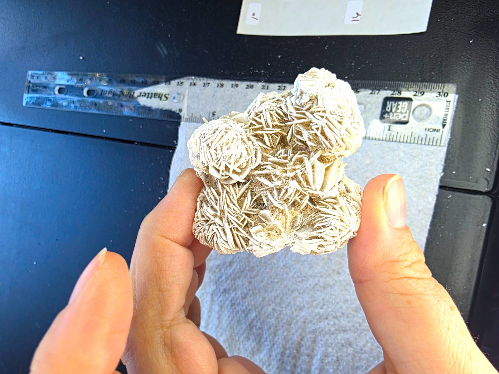 Desert Rose Selenite #16 Chihuahua Mexico 65g