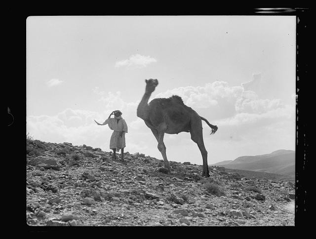 Photo:Camel 1934 Oct Desert Man Landscape Black and White Photo