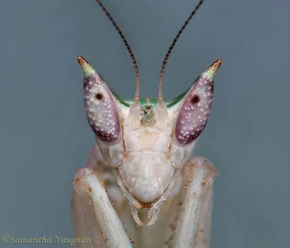 Gambian Spotted-Eye Praying Mantis L2/L3 Nymph Pseudoharpax virescens PRE ORDER