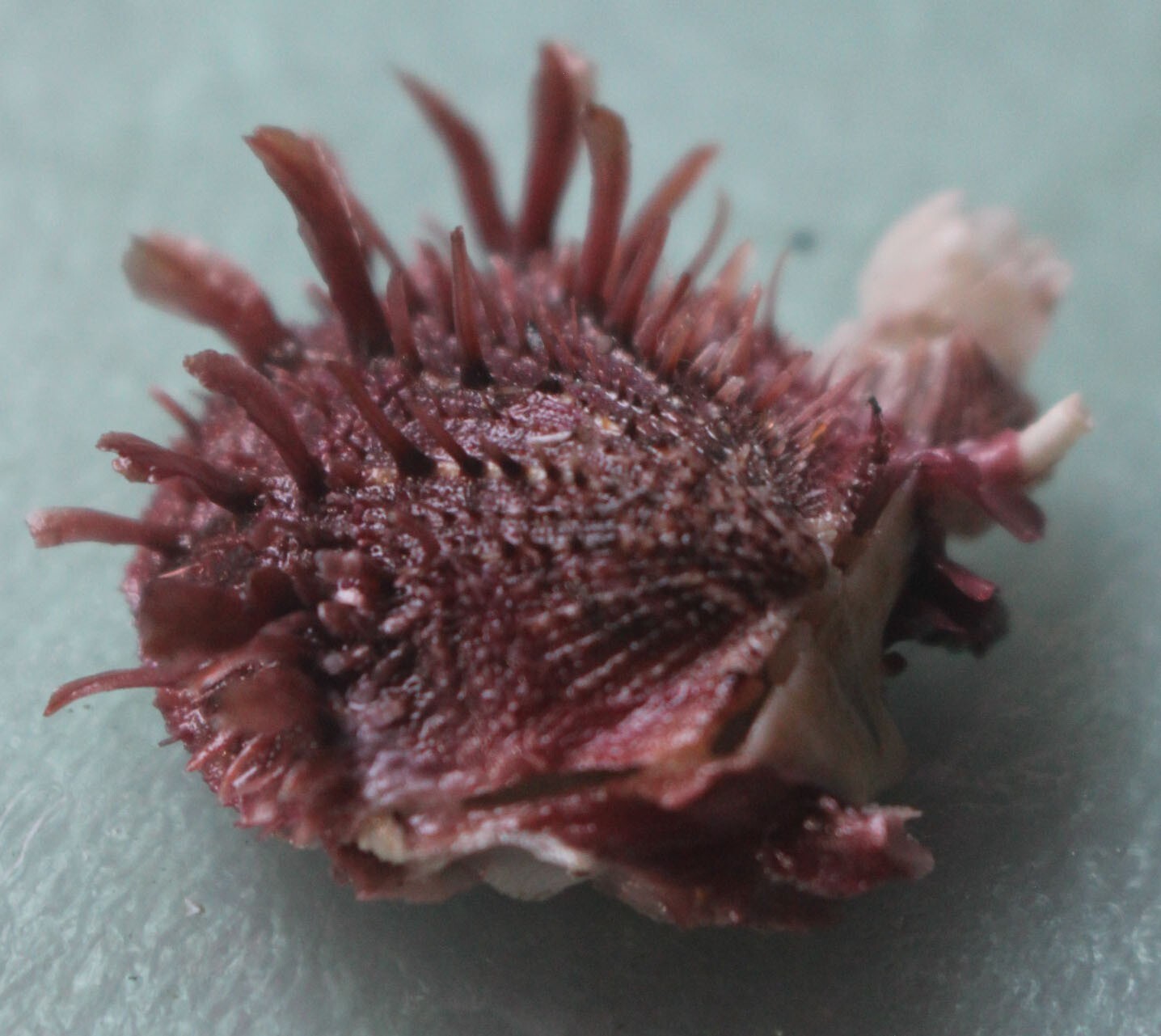spondylus albibarbatus 34mm F+++ caught in Siargao island EP JAN 201 2023