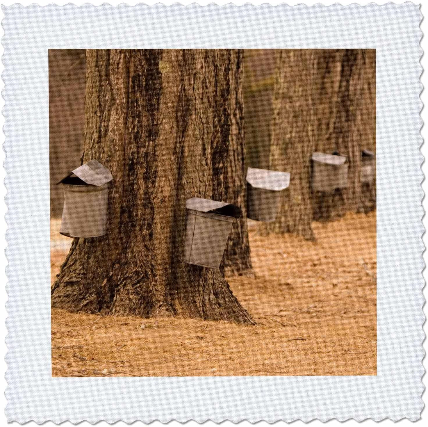 Danita Delimont - Spring - Maine, Harpswell. Tapping Maple Trees in Spring - US2
