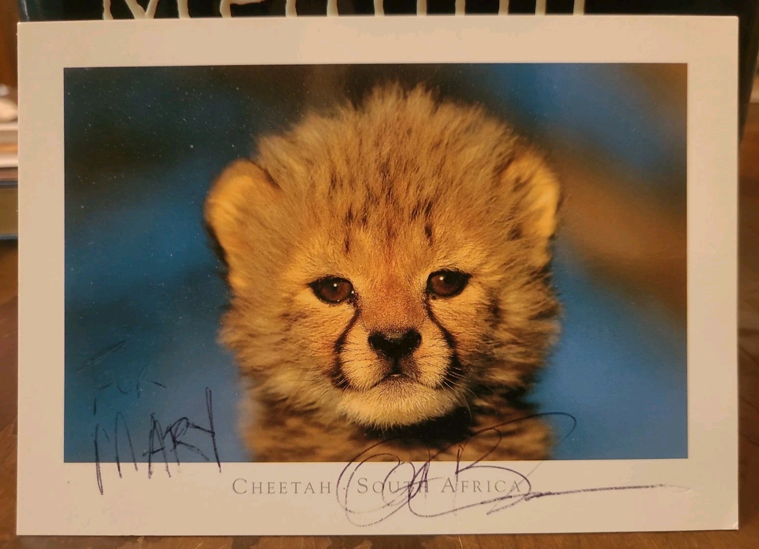 Autographed Anthony Bourdain Postcard Cheetah South Africa RARE Inscribed Mary