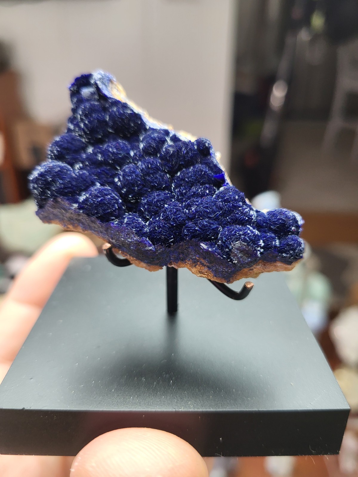 Azurite Rosettes on Matrix, Shannon Pit, Morenci, Arizona, USA