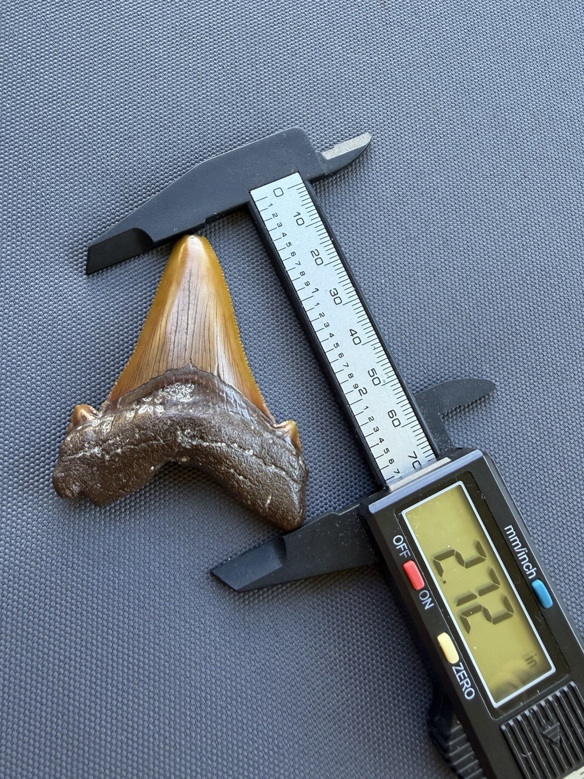ORANGE REDDISH ANGUSTIDENS SHARK TOOTH FOSSIL 2.72” COOPER RIVER SC ORANGE REDDISH ANGUSTIDENS SHARK TOOTH FOSSIL 2.72” COOPER RIVER SC