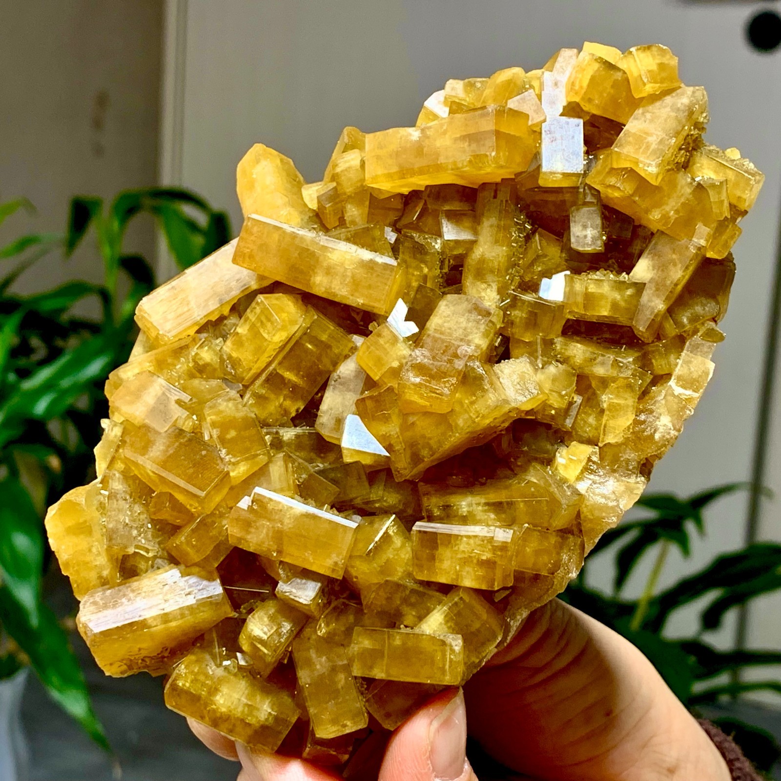1.77LB Natural