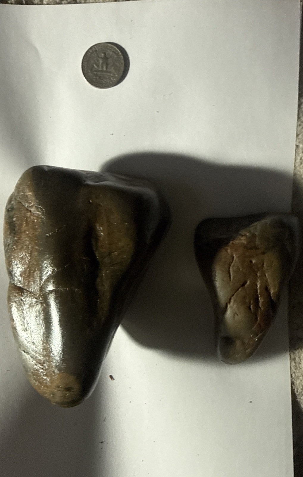 2 HUGE  Fossil Tooth Triassic Dinosaur Era Reptile