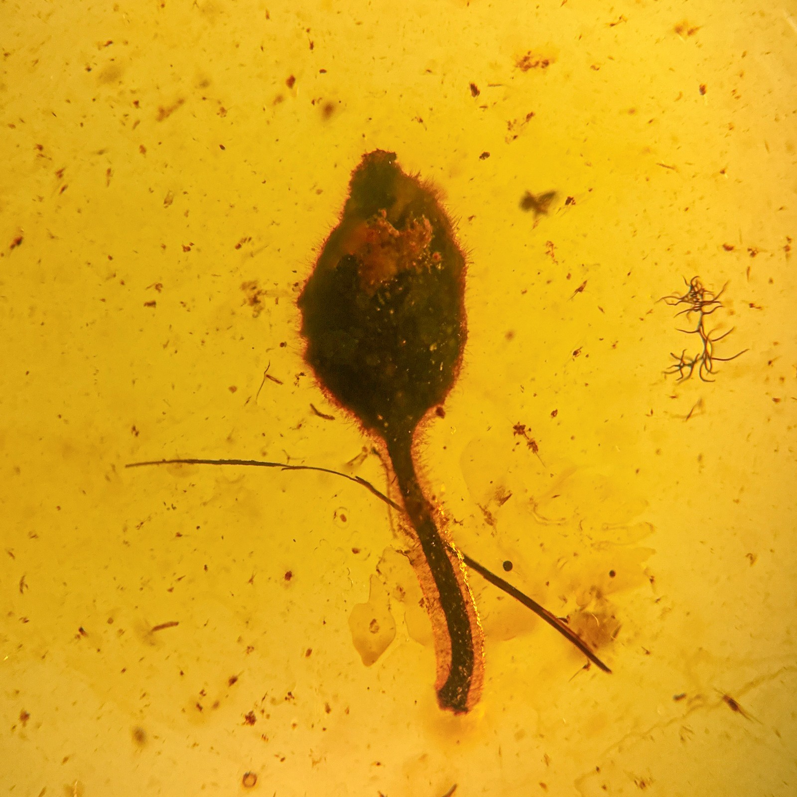 STUNNING LEAF inclusion in Burmese / Burmite amber fossil / 100% genuine 