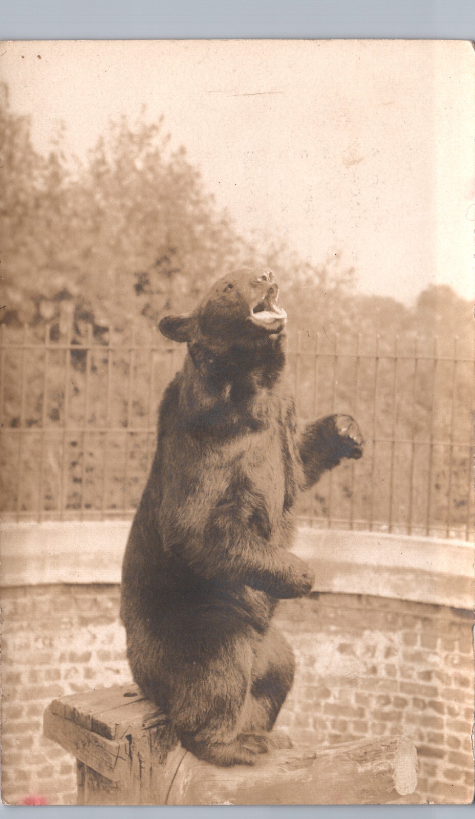 CAPTIVE ZOO BEAR portland or real photo postcard rppc oregon tacoma?