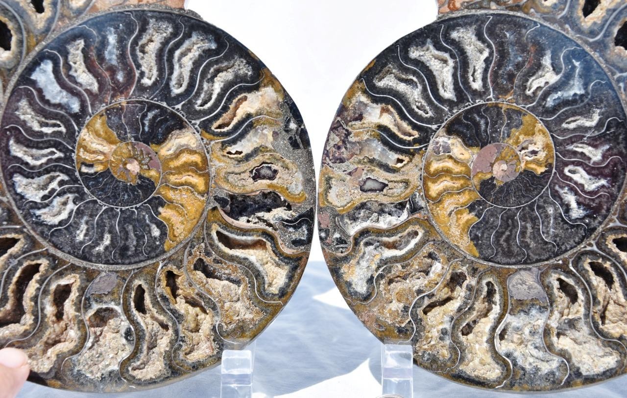 Large Black Ammonite PAIR Deep Crystals 110myo Dino Age FOSSIL 185mm 7.3\