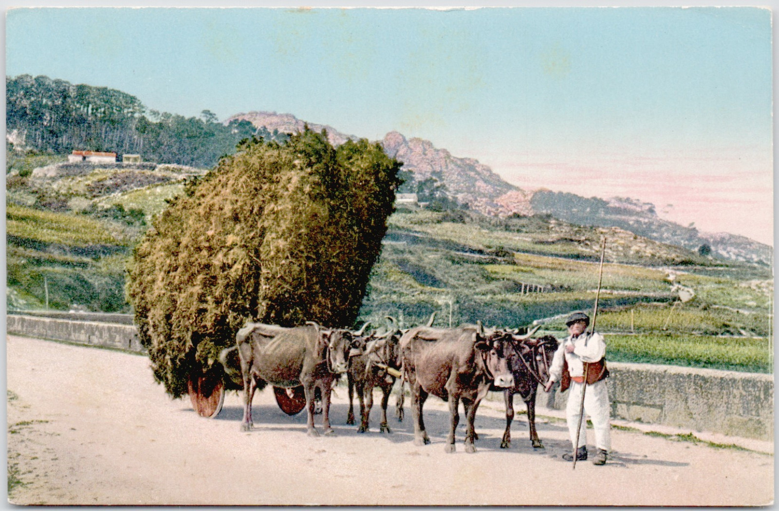 Spain Vigo 1910 Carreta de Tojo Aldeano Conduciendo Ox Cart Galicia Postcard