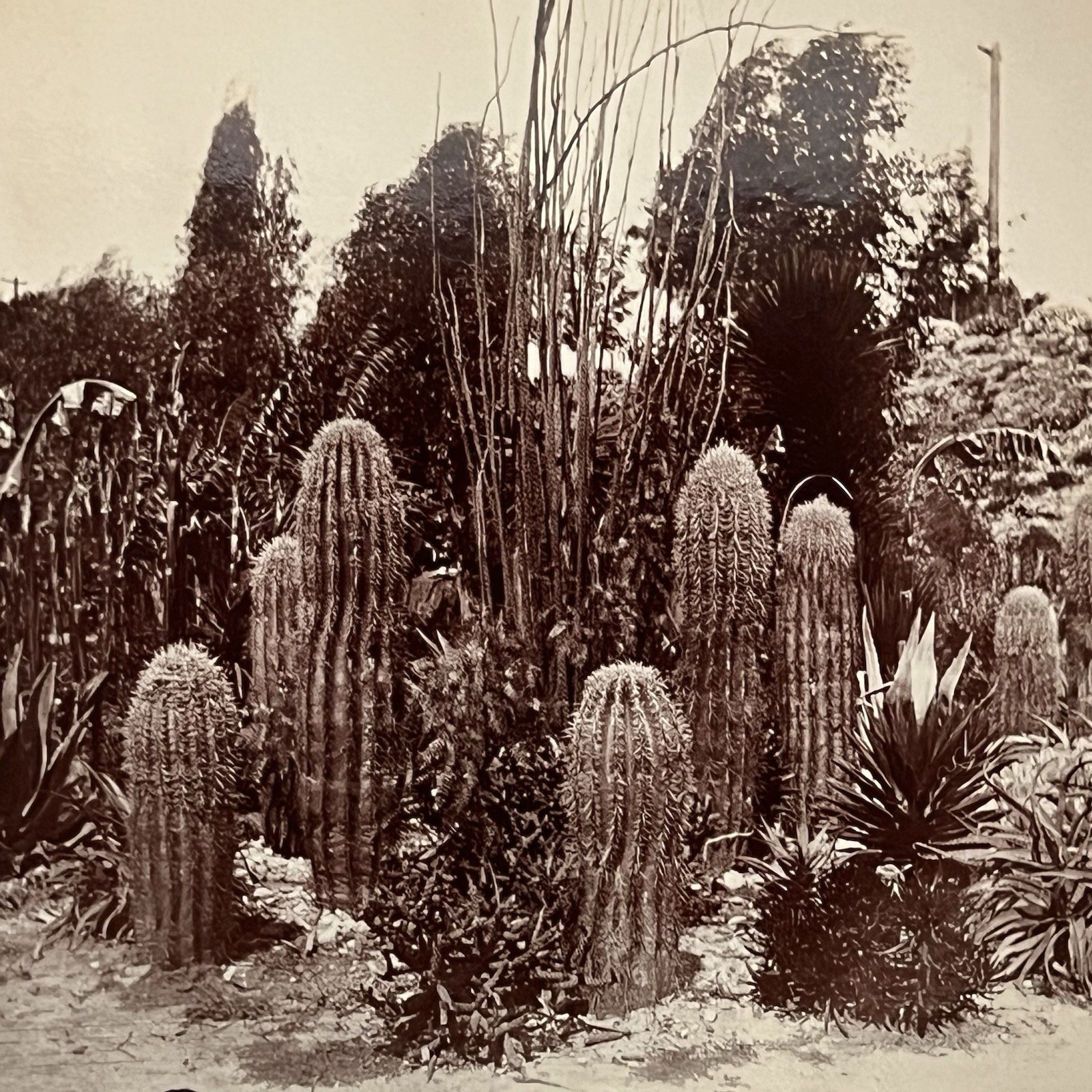 Vintage Snapshot Photograph Beautiful Ferocactus Barrel Cactus American West