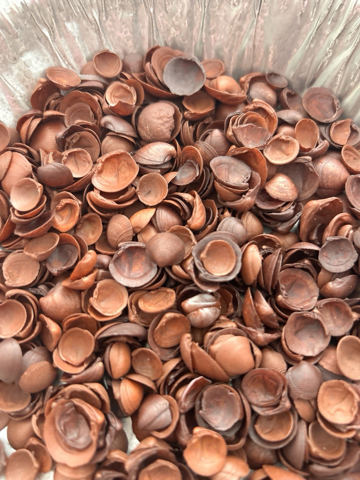 Vintage (1950's)Lot of Dyed BROWN  Sea Shells 6+ oz for Crafts or Coastal Decor