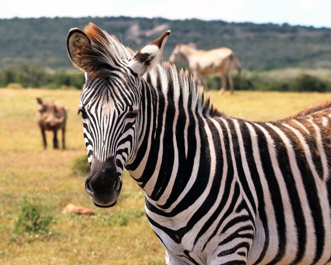 Nature Wild ZEBRA Glossy 8x10 Photo Animal Print Art Poster