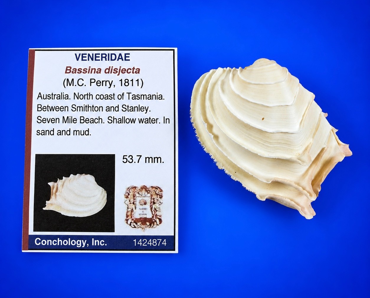 Bassina disjecta 53.7mm Wedding Cake Venus Australian Seashell w/data label