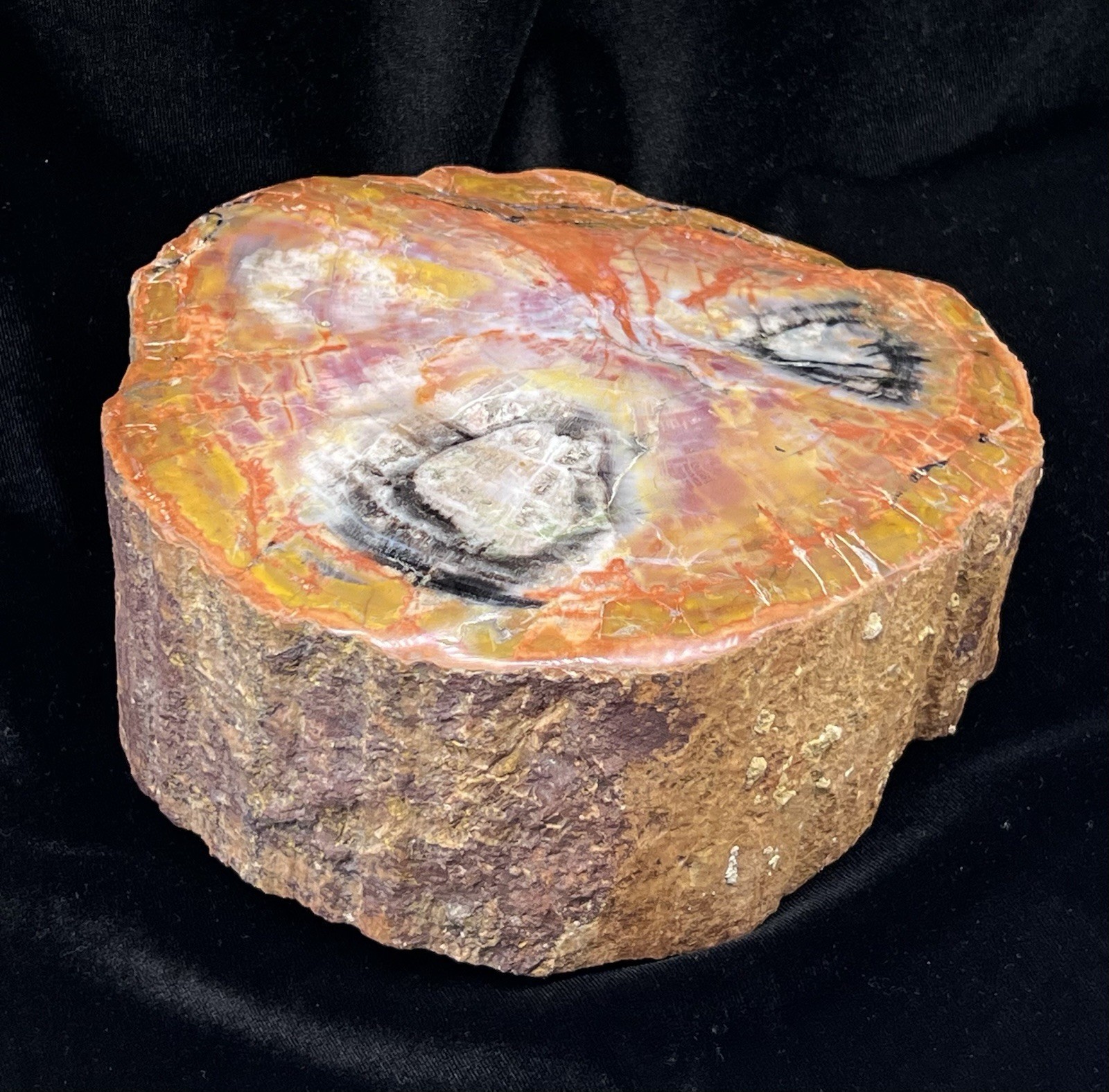 Gorgeous Arizona Rainbow Petrified Wood Slab—Triassic 7” Gorgeous Arizona Rainbow Petrified Wood Slab—Triassic 7”