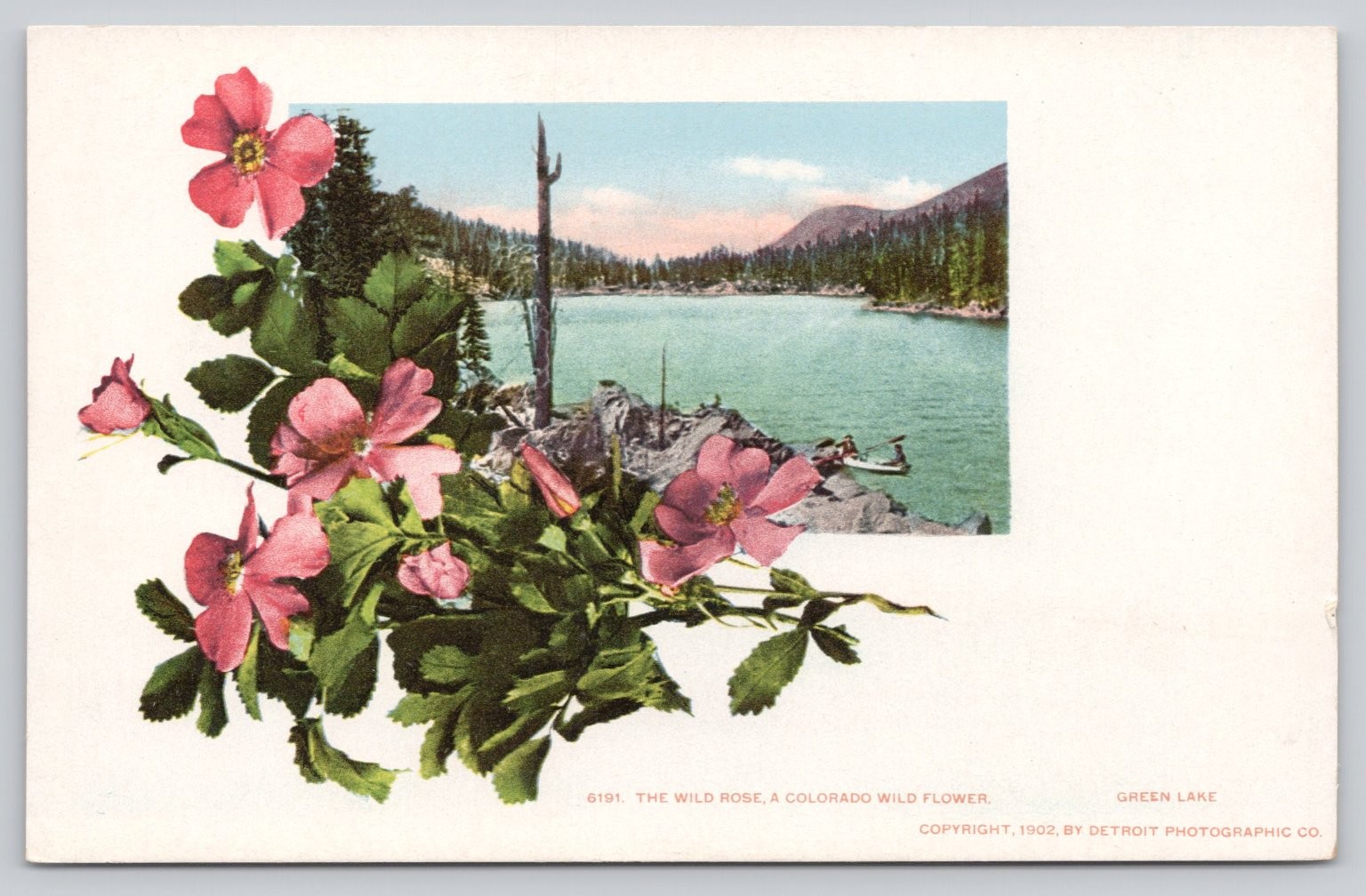 1902 Green Lake Colorado Wild Rose Detroit Photographic Postcard 1902 Green Lake Colorado Wild Rose Detroit Photographic Postcard