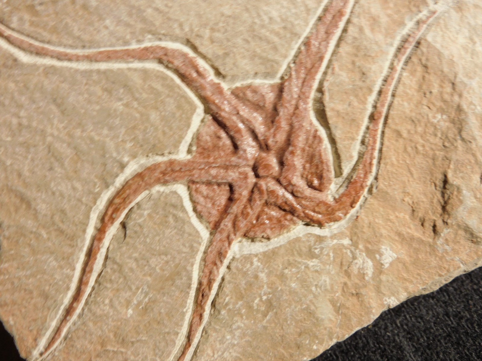 461 Million Year OLD STARFISH Fossil Ordovician Period Morocco 276gr