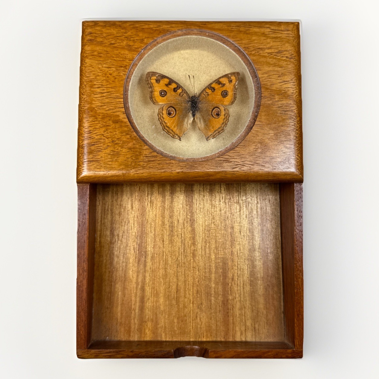 Real Taxidermy PEACOCK PANSY Butterfly In Oak Wood Notepad Holder Desktop Nice