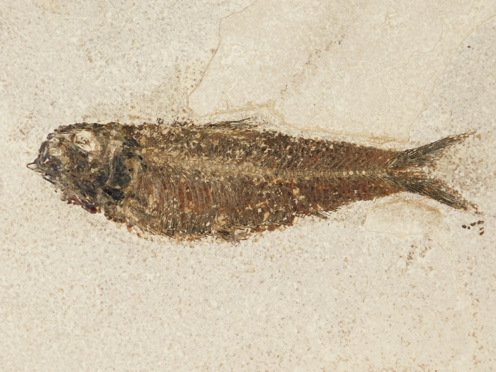 BIG 50 Million Year Old Knightia FISH Fossil in HUGE MATRIX Wyoming 1661gr