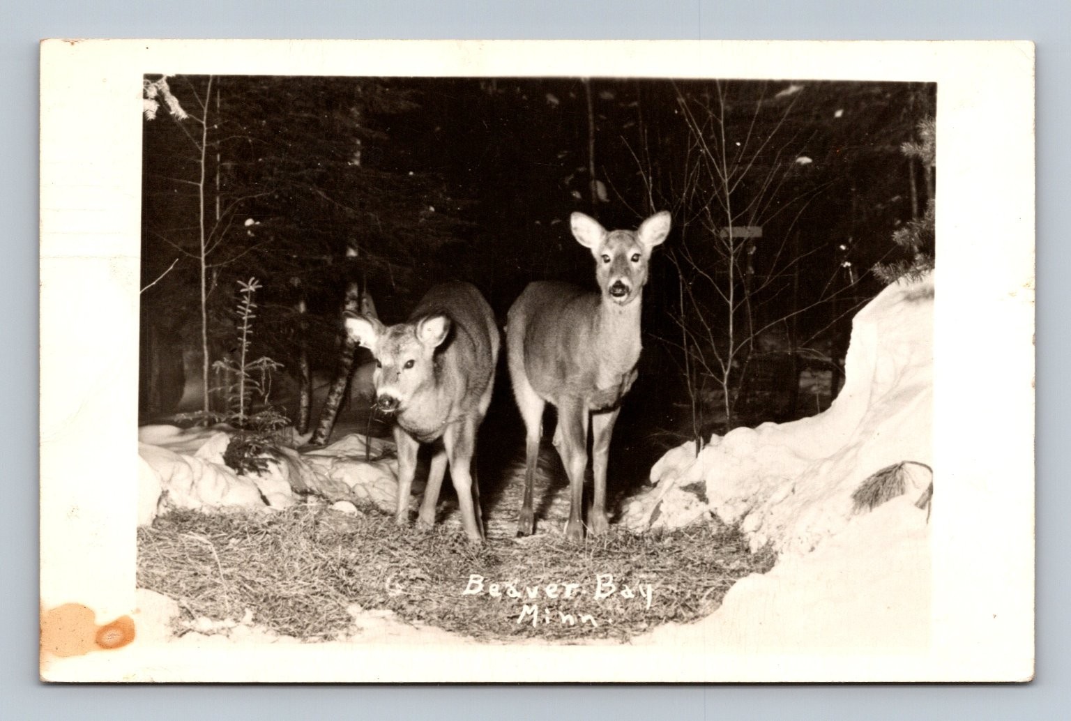 Vintage 1952 Beaver Bay Minnesota Deer Photo Postcard RPPC Vintage 1952 Beaver Bay Minnesota Deer Photo Postcard RPPC