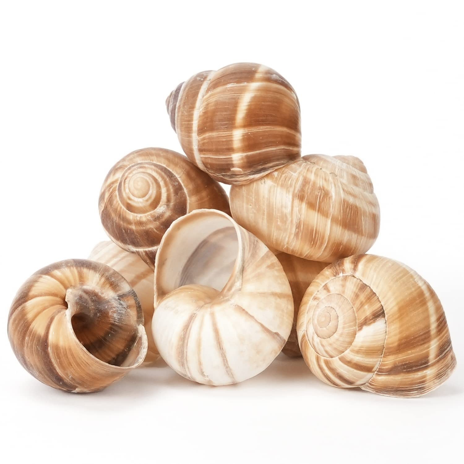 Escargot Snail Shells (12 count)