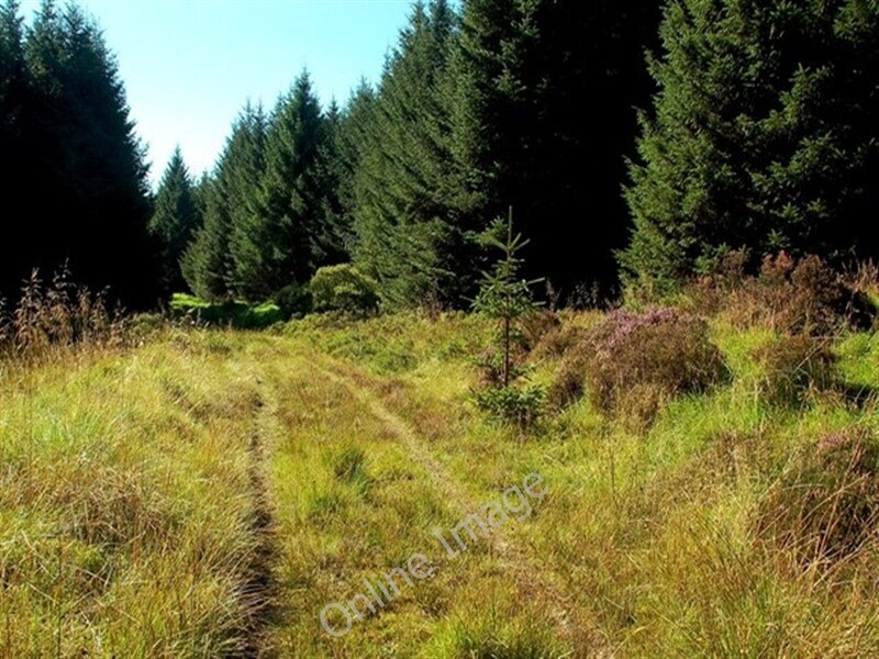 Photo 6x4 Almont Forest Track Poundland\\/NX1787 In this direction, the tr c2009 Photo 6x4 Almont Forest Track Poundland\\/NX1787 In this direction, the tr c2009