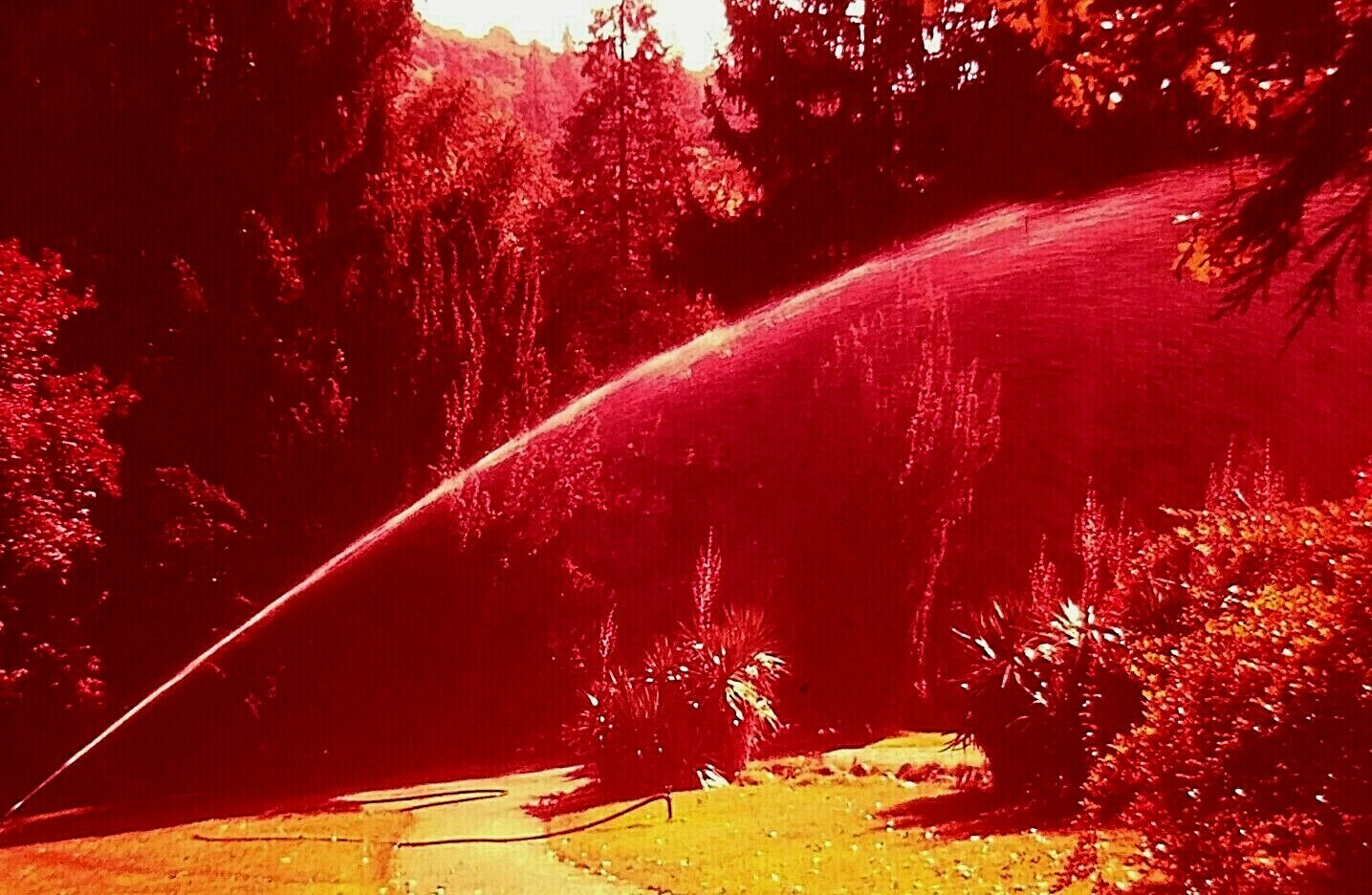 UA07 ORIGINAL KODACHROME 1960s 35MM SLIDE LITHIA PARK ASHLAND OREGON SPRINKLER