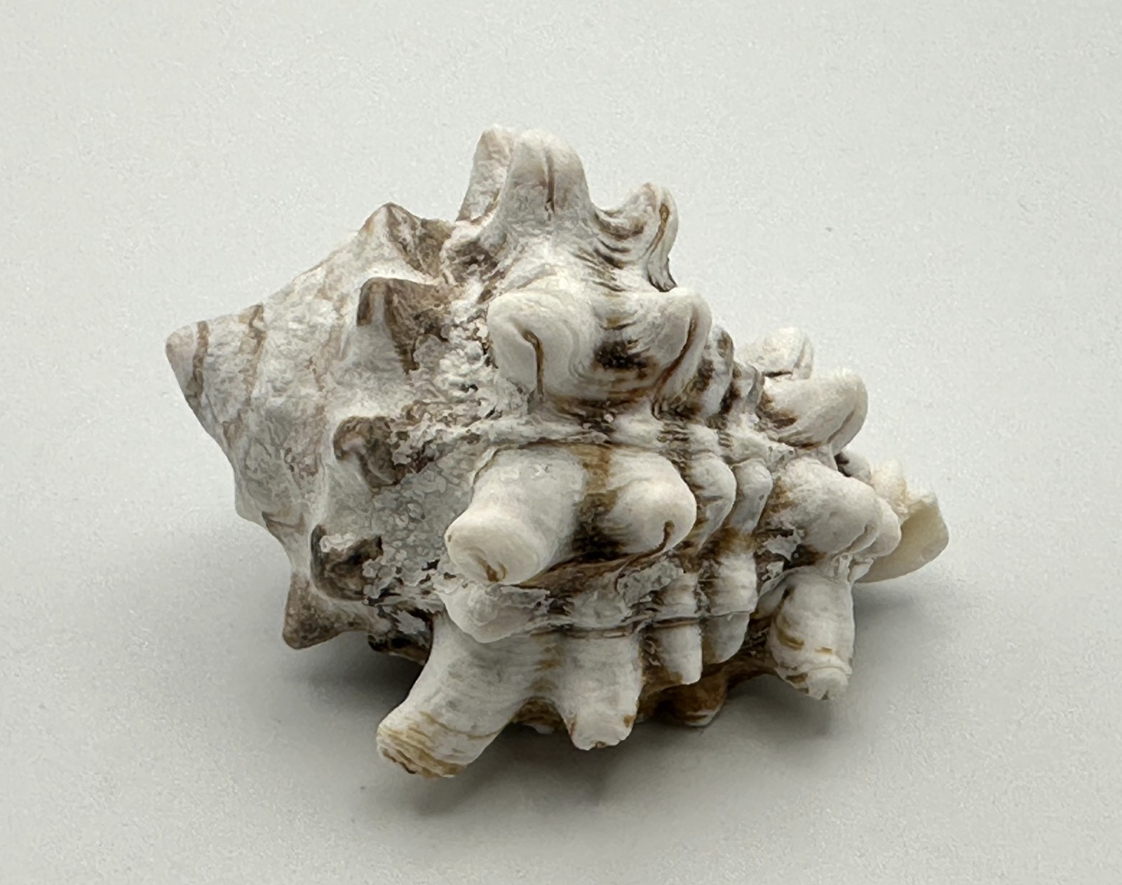 51mm Stunning Vasum turbinellum Pacific Vase Seashell Natural Specimen