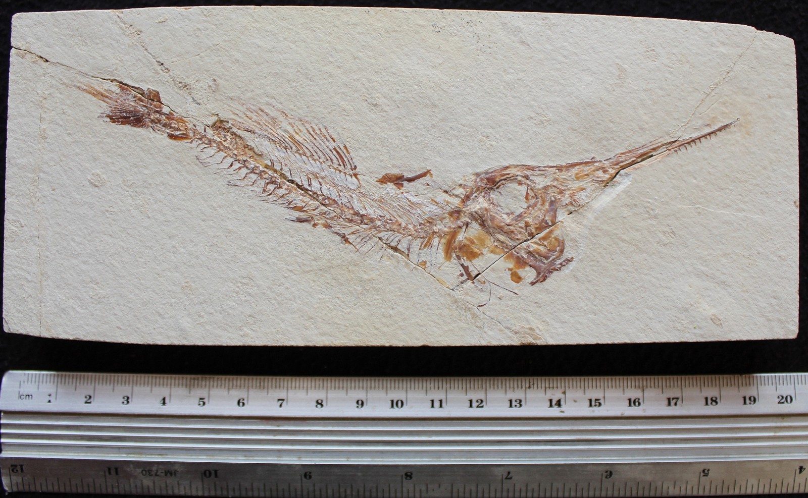 Apateopholis 38 - Swordfish - Nice Teeth - Cretaceous Fossils Lebanon