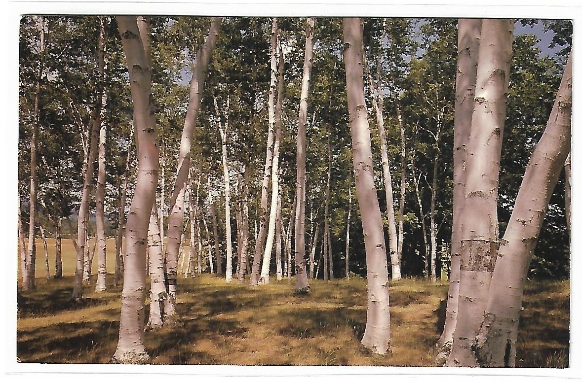ANTIQUE Postcard - White Birches of New England