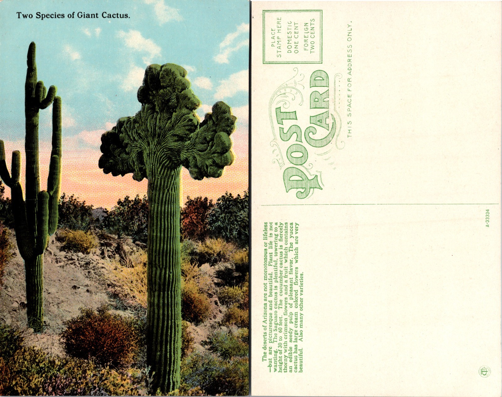 Two Species of Giant Cactus Postcard