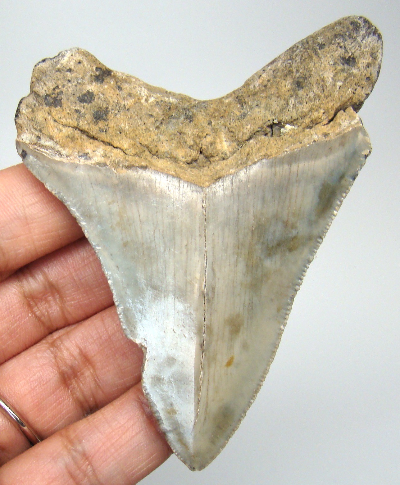 MEGALODON Shark tooth Real Fossil 3.03\