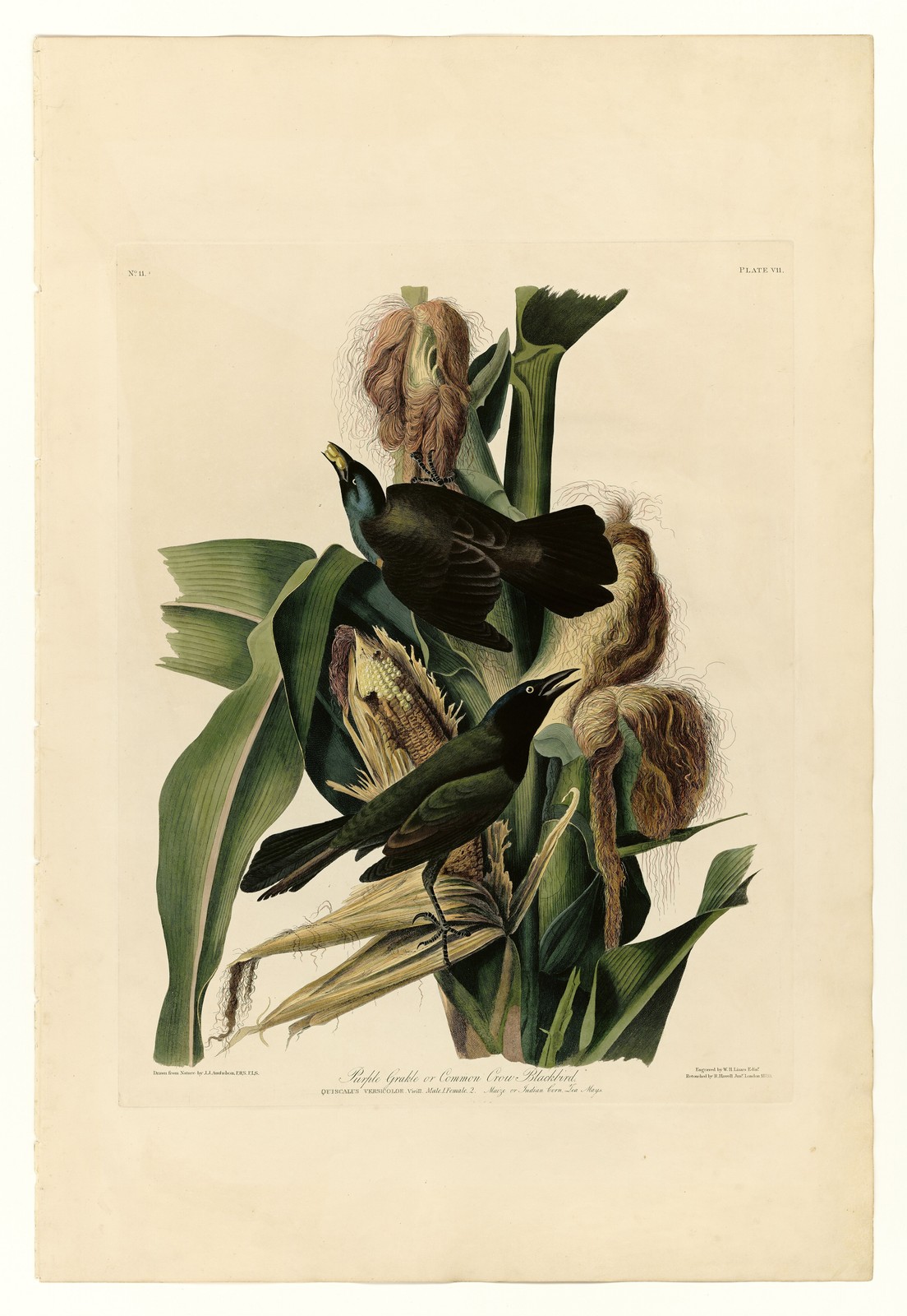 Audubon Crow Birds of America Vintage Ornithology Reprint Wall Art Audubon Crow Birds of America Vintage Ornithology Reprint Wall Art