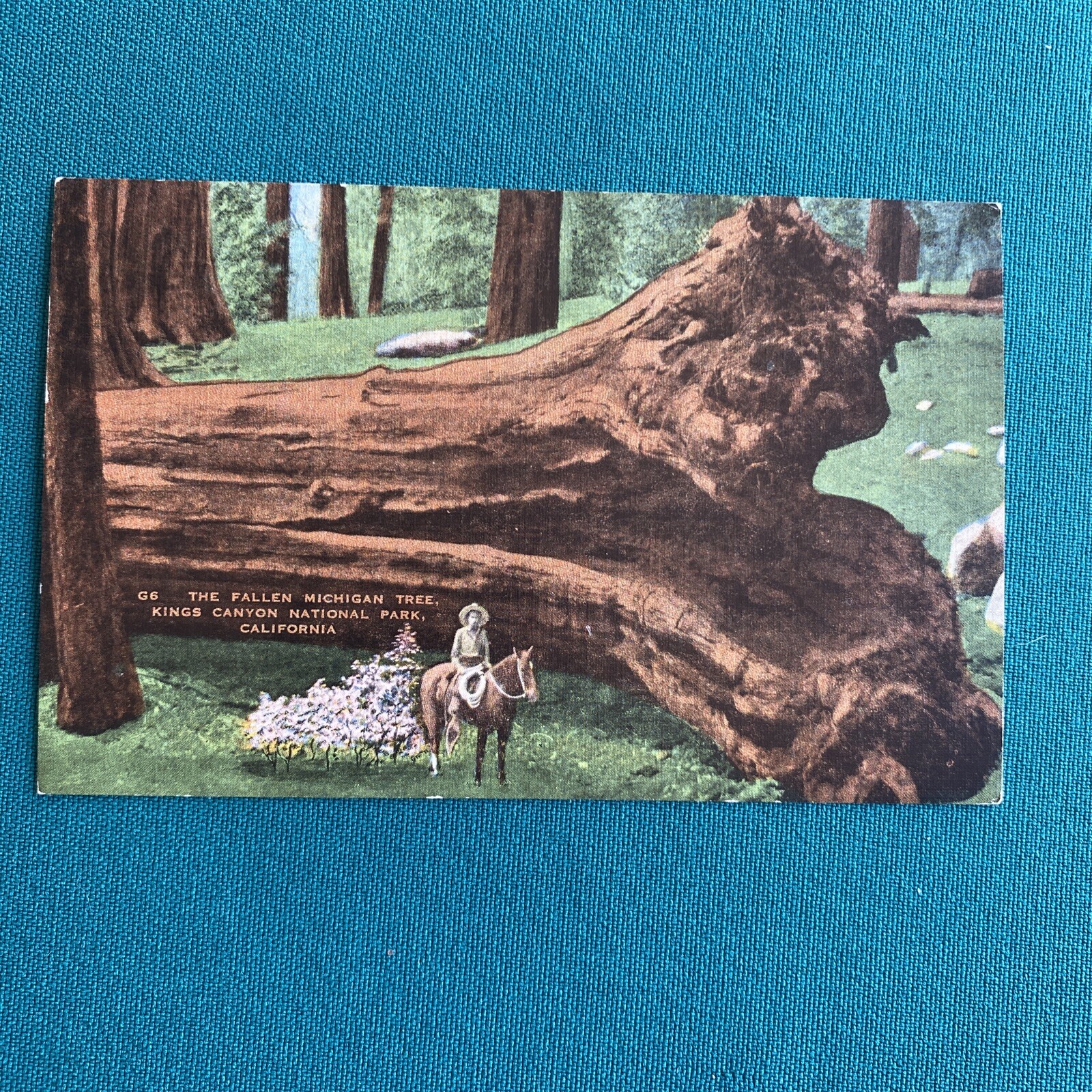 Vintage - Post Card- The Fallen Michigan Tree (fell in 1931) Sequoia Nat\'l Park